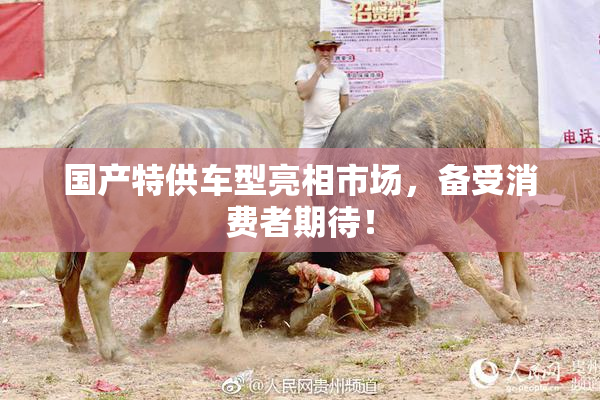 国产特供车型亮相市场，备受消费者期待！