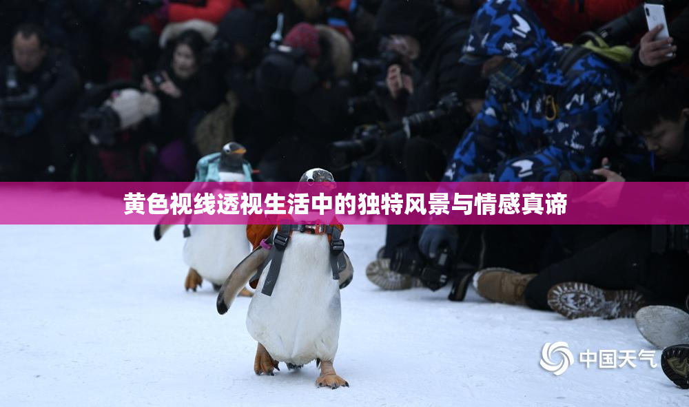 黄色视线透视生活中的独特风景与情感真谛