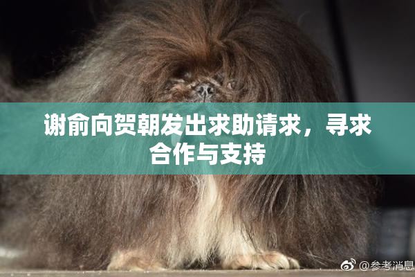 谢俞向贺朝发出求助请求，寻求合作与支持