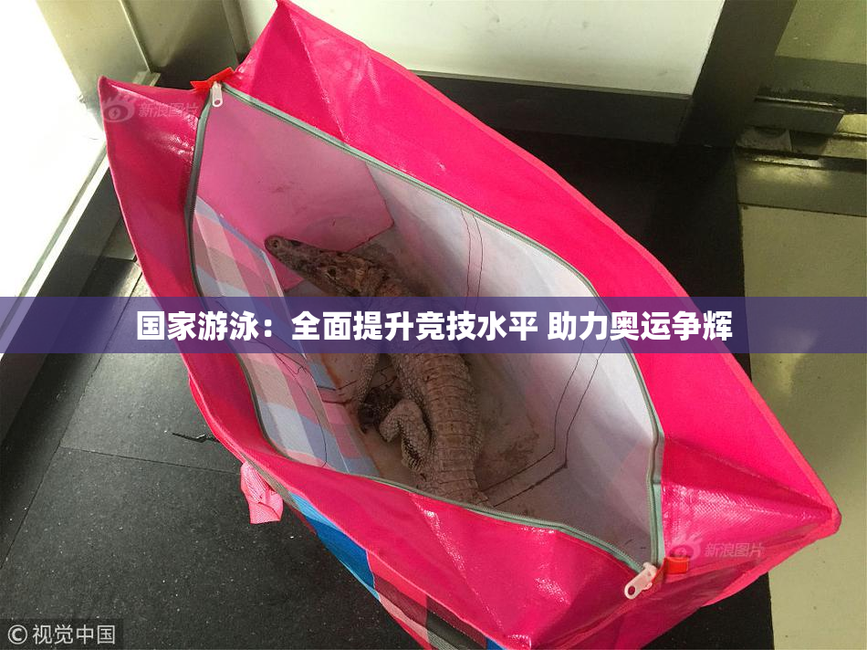 国家游泳：全面提升竞技水平 助力奥运争辉