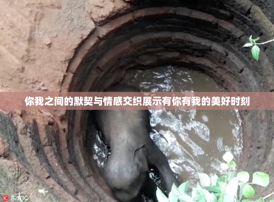 你我之间的默契与情感交织展示有你有我的美好时刻
