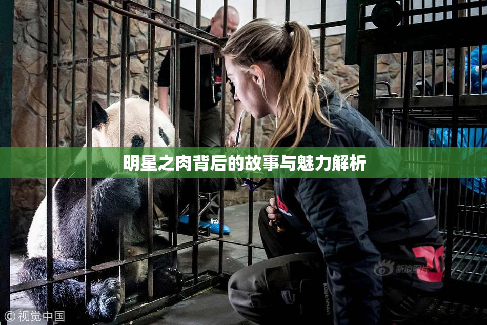 明星之肉背后的故事与魅力解析