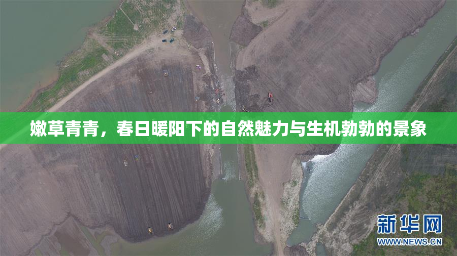 嫩草青青，春日暖阳下的自然魅力与生机勃勃的景象