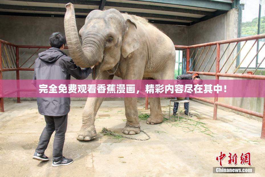 完全免费观看香蕉漫画，精彩内容尽在其中！