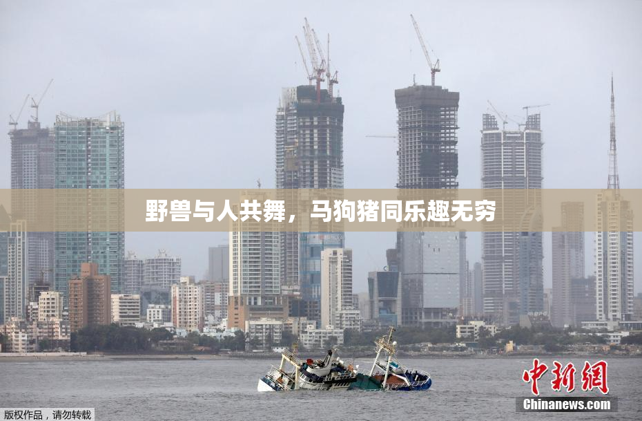 野兽与人共舞，马狗猪同乐趣无穷