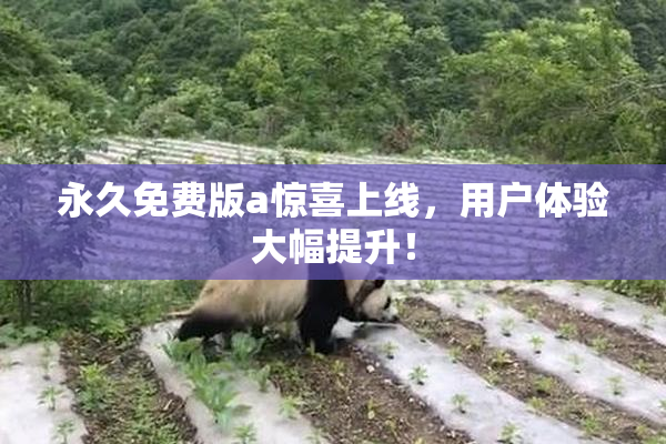 永久免费版a惊喜上线，用户体验大幅提升！