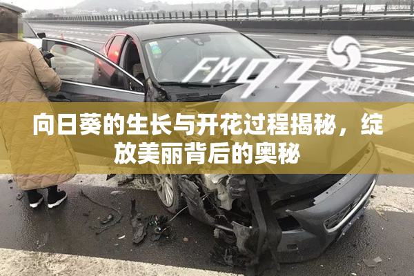 向日葵的生长与开花过程揭秘，绽放美丽背后的奥秘