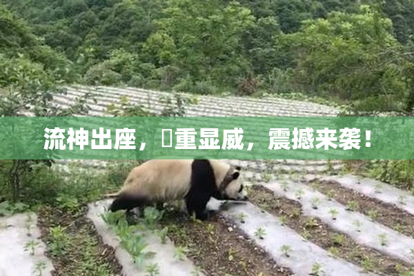 流神出座，狛重显威，震撼来袭！