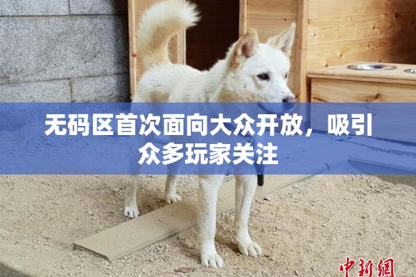 无码区首次面向大众开放，吸引众多玩家关注