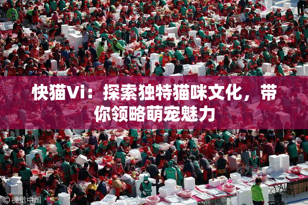 快猫Vi：探索独特猫咪文化，带你领略萌宠魅力