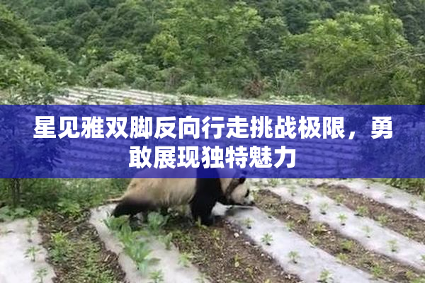 星见雅双脚反向行走挑战极限，勇敢展现独特魅力