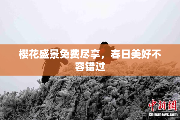 樱花盛景免费尽享，春日美好不容错过