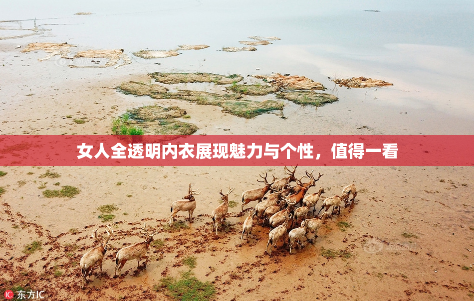 女人全透明内衣展现魅力与个性，值得一看