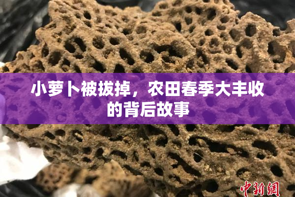 小萝卜被拔掉，农田春季大丰收的背后故事