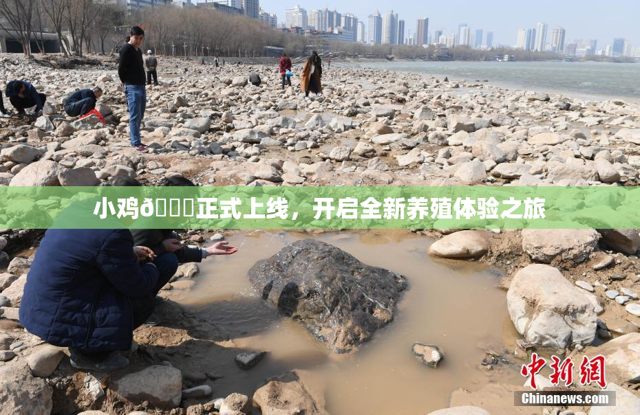 小鸡🐔正式上线，开启全新养殖体验之旅