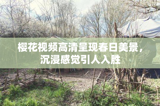 樱花视频高清呈现春日美景，沉浸感觉引人入胜