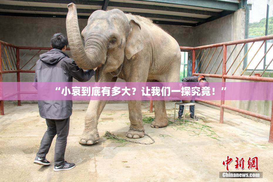 “小哀到底有多大？让我们一探究竟！”
