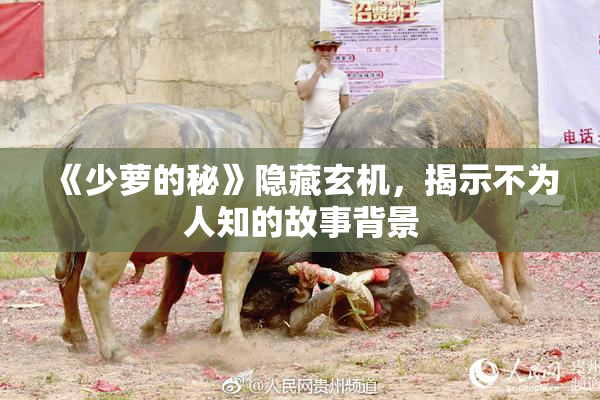 《少萝的秘》隐藏玄机，揭示不为人知的故事背景