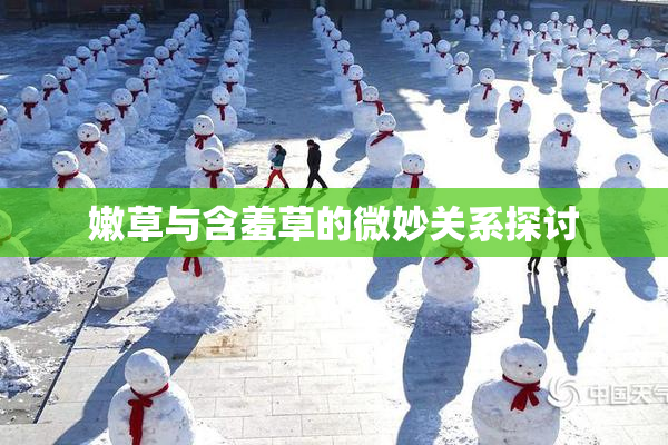 嫩草与含羞草的微妙关系探讨