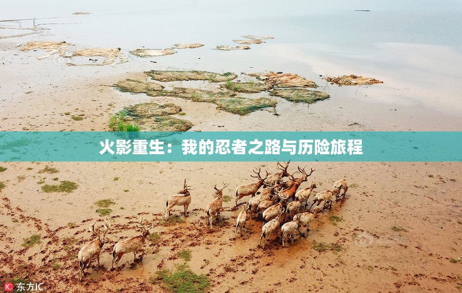 火影重生：我的忍者之路与历险旅程