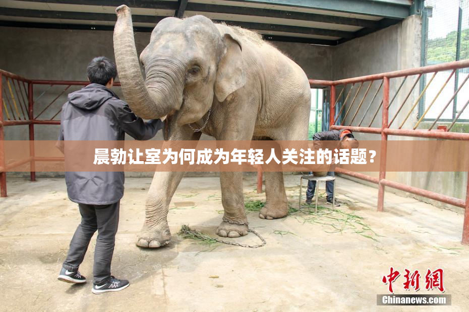 晨勃让室为何成为年轻人关注的话题？