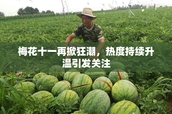 梅花十一再掀狂潮，热度持续升温引发关注