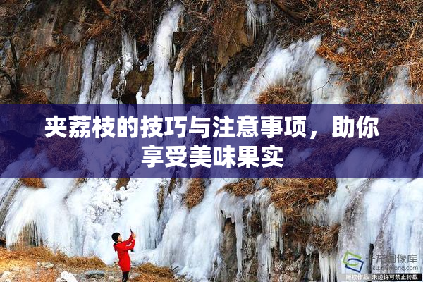 夹荔枝的技巧与注意事项，助你享受美味果实