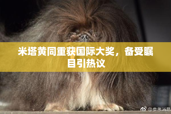 米塔黄同重获国际大奖，备受瞩目引热议