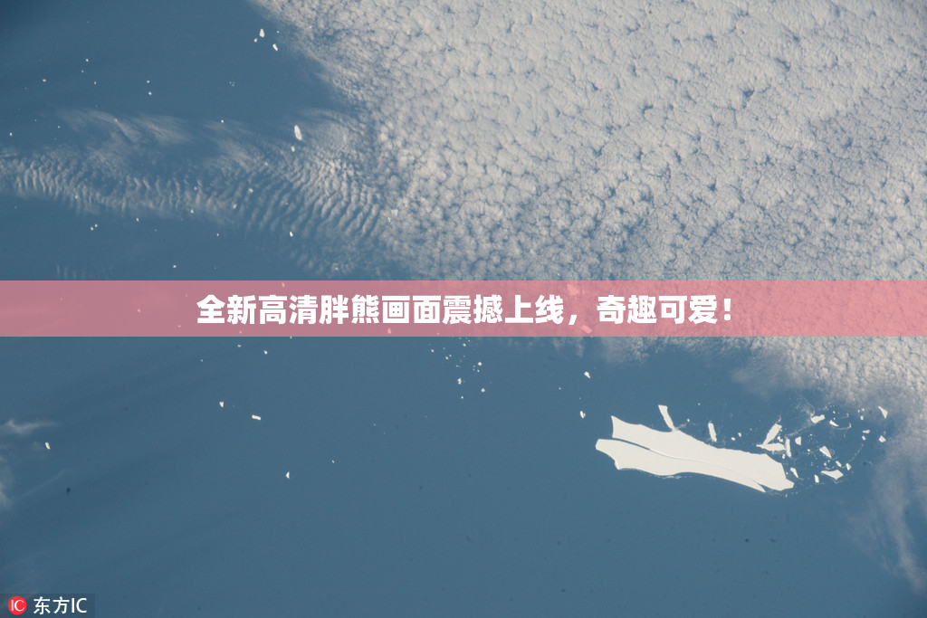 全新高清胖熊画面震撼上线，奇趣可爱！