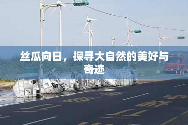丝瓜向日，探寻大自然的美好与奇迹