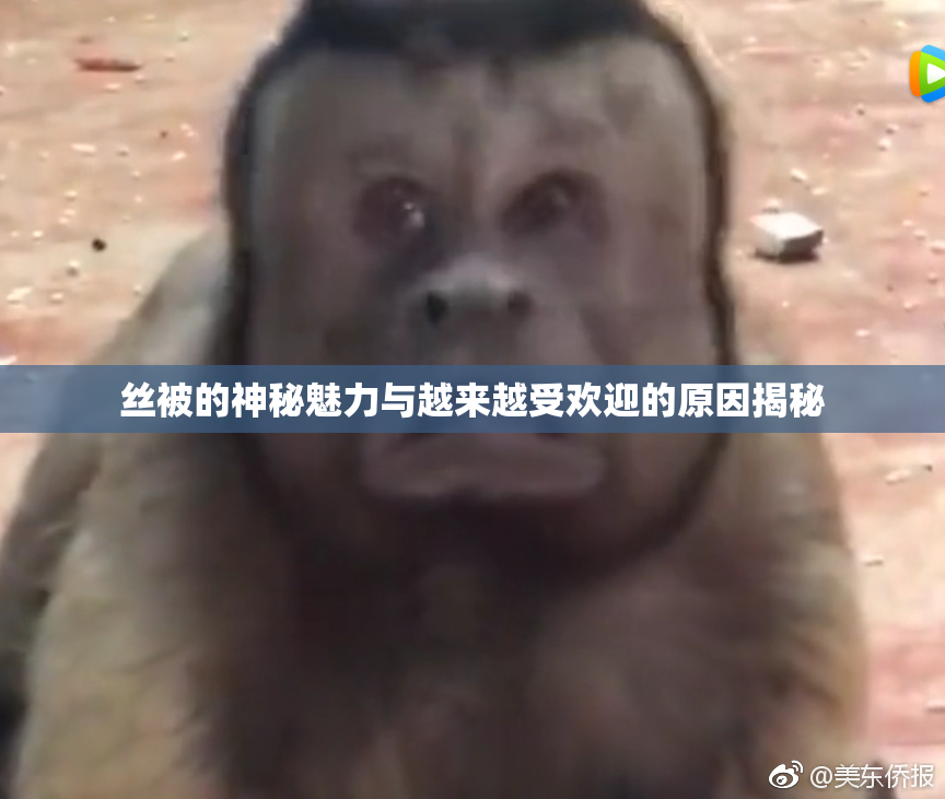 丝被的神秘魅力与越来越受欢迎的原因揭秘