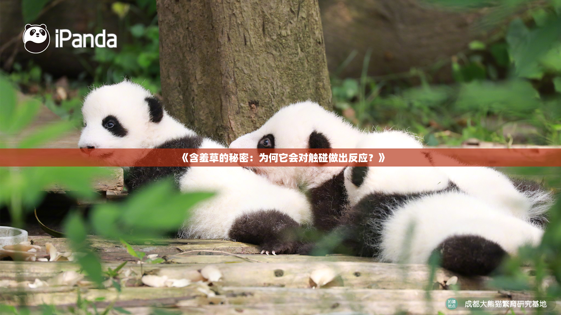 《含羞草的秘密：为何它会对触碰做出反应？》