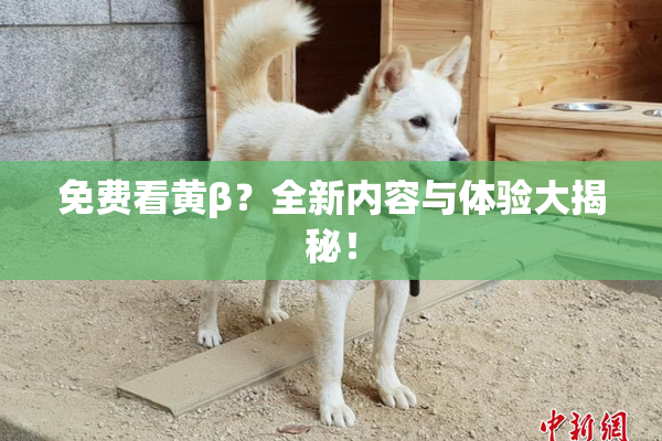 免费看黄β？全新内容与体验大揭秘！