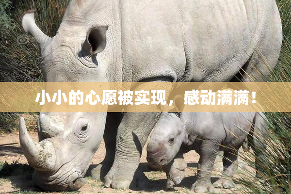 小小的心愿被实现，感动满满！