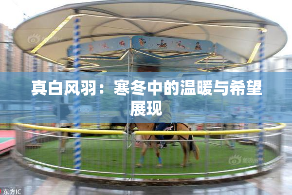 真白风羽：寒冬中的温暖与希望展现