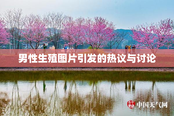 男性生殖图片引发的热议与讨论