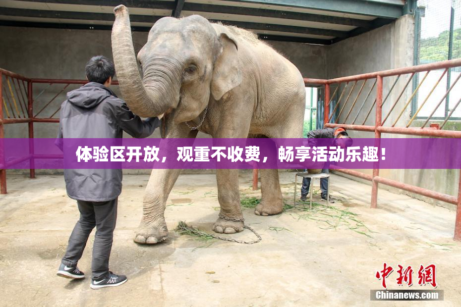 体验区开放，观重不收费，畅享活动乐趣！