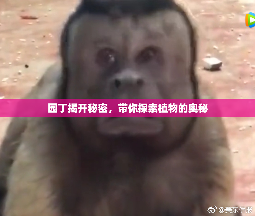 园丁揭开秘密，带你探索植物的奥秘