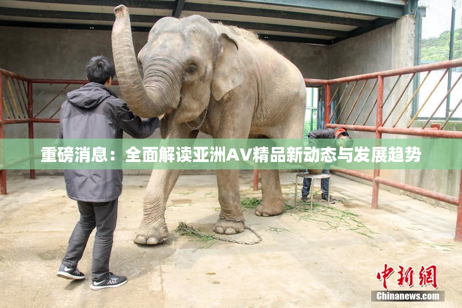 重磅消息：全面解读亚洲AV精品新动态与发展趋势
