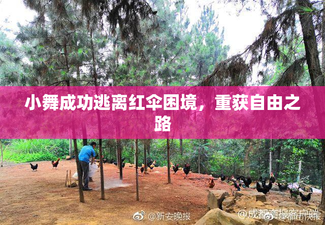 小舞成功逃离红伞困境，重获自由之路