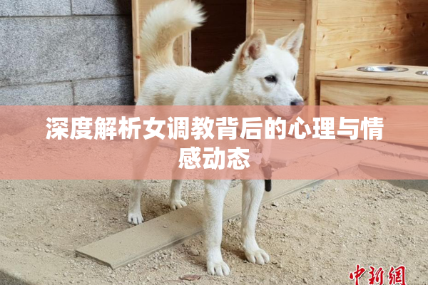 深度解析女调教背后的心理与情感动态