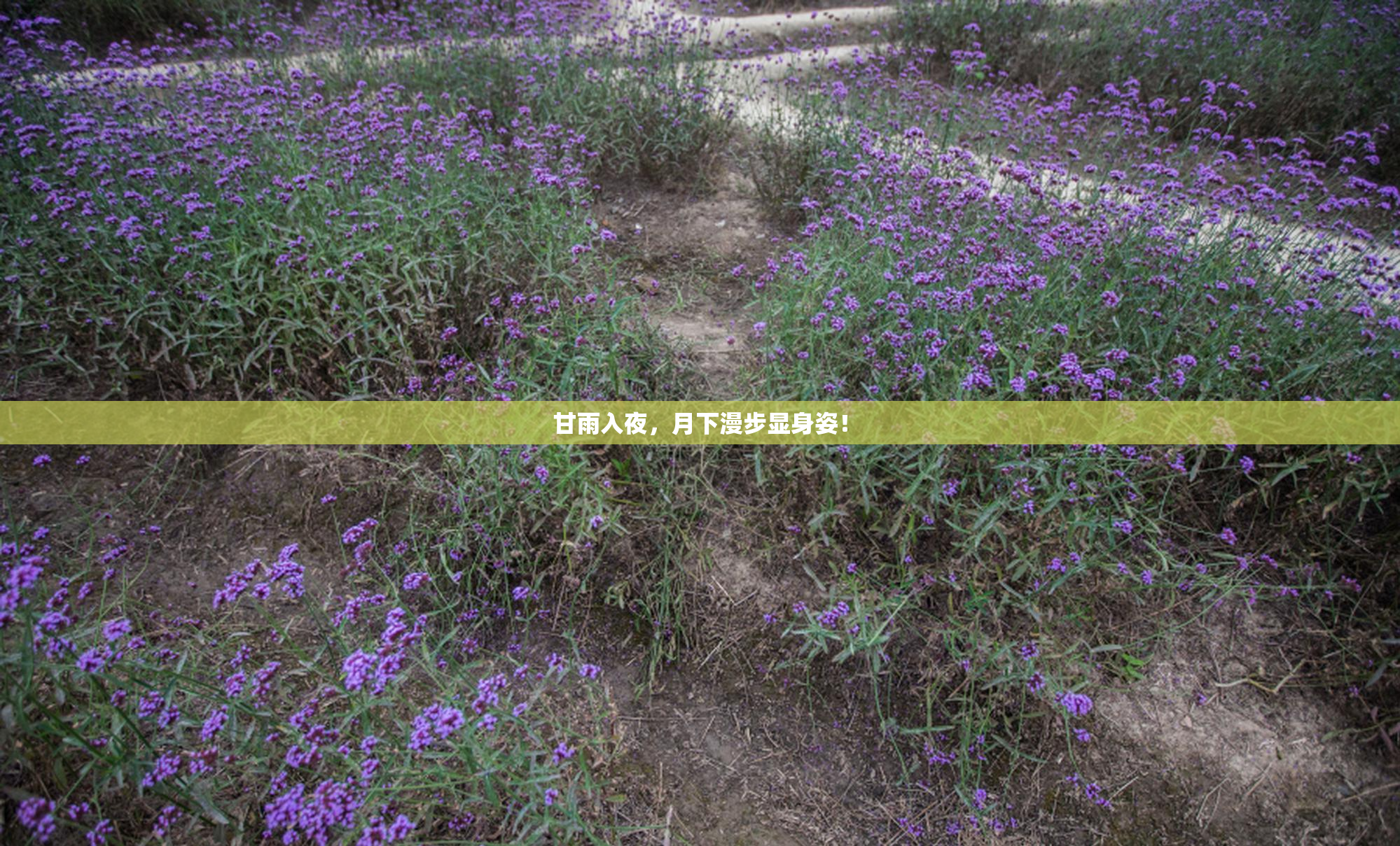甘雨入夜，月下漫步显身姿！