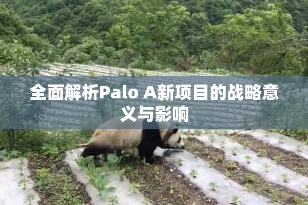 全面解析Palo A新项目的战略意义与影响