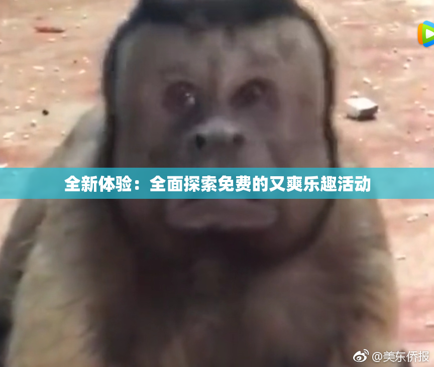全新体验：全面探索免费的又爽乐趣活动