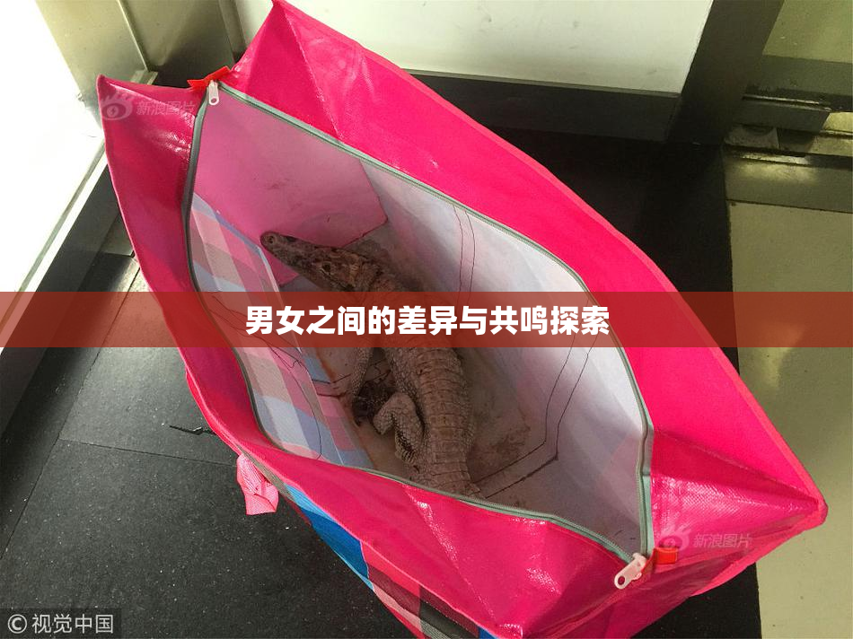 男女之间的差异与共鸣探索