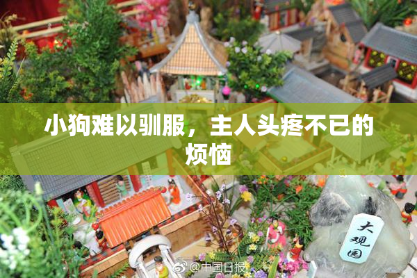小狗难以驯服，主人头疼不已的烦恼