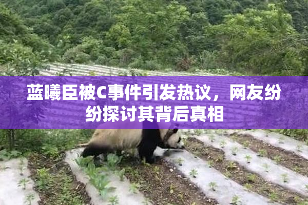 蓝曦臣被C事件引发热议，网友纷纷探讨其背后真相