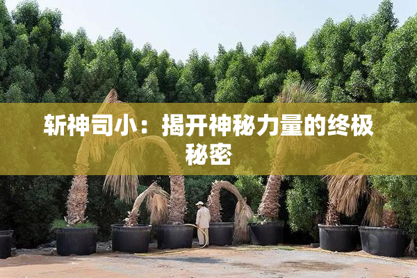 斩神司小：揭开神秘力量的终极秘密