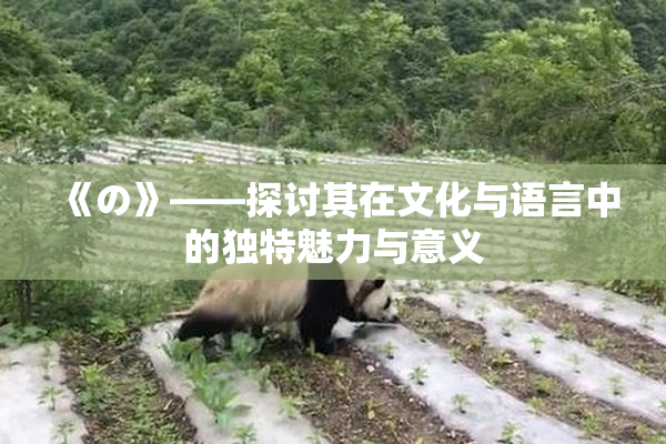 《の》——探讨其在文化与语言中的独特魅力与意义