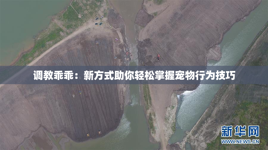 调教乖乖：新方式助你轻松掌握宠物行为技巧